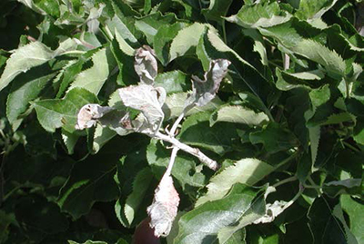 Apple shoots with white powdery mildew growth on leaves and young stems.