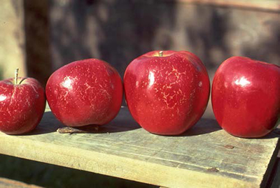 Red apples on a table; left fruit shows russeting from powdery mildew, right fruit is healthy.