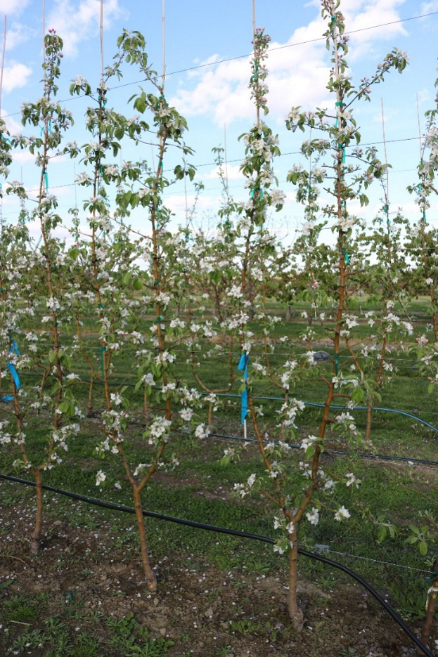This photograph shows fifth-leaf WA 38 apple trees grafted on M.9-NIC29 rootstock and trained to a bi-axis system during the bloom period in 2017 at Prosser, Washington. The trees exhibit two primary vertical axes with flowering distributed along both leaders, illustrating the structural characteristics of the bi-axis training system. The image highlights how this training approach influences canopy architecture, branch arrangement, and flowering distribution in mature WA 38 orchards.