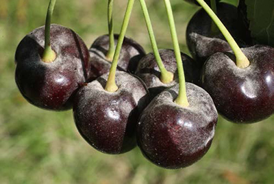 Dark sweet cherries with white powdery mildew growth on the fruit surface.