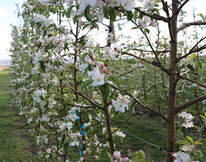 This photograph shows detailed views of branch structure and pruning stubs in fifth-leaf WA 38 apple trees grafted on M.9-NIC29 rootstock and trained to a bi-axis system during bloom in 2017 at Prosser, Washington. The image highlights the arrangement of lateral branches along the two primary axes and the presence of pruning stubs resulting from renewal and canopy management practices. These structural features illustrate how pruning and training decisions shape branch distribution, spur development, and overall canopy architecture in mature bi-axis systems.