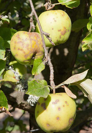 Apples and leaves with olive-brown apple scab lesions on an apple tree.