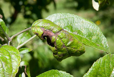 Apple leaves in June with dark, velvety apple scab lesions causing curling and distortion.