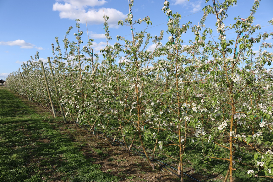 This photograph shows fourth-leaf WA 38 apple trees planted in 2013 and trained to a V-system in 2017 at Prosser, Washington. The trees are arranged in a high-density planting configuration with a spacing of 1.5 feet (0.45 meters) between trees within the row and 12 feet (3.7 meters) between rows. This planting design corresponds to a density of 2,323 trees per acre, equivalent to 5,740 trees per hectare. The image illustrates the canopy structure and spatial arrangement characteristic of V-system training under high-density orchard conditions at bloom.
