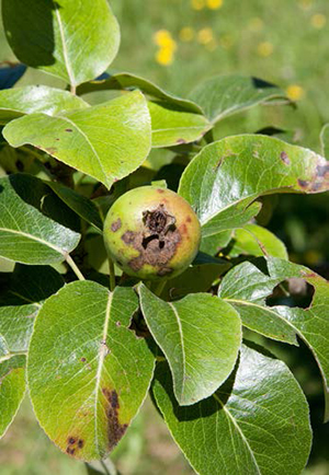 Pear fruit and leaves with dark pear scab spots and lesions (Venturia pirina).