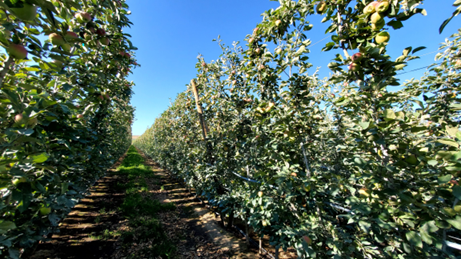 This photograph shows WA 38 apple trees trained to a Y-shaped canopy system. In this training approach, the Y structure was not created by having the main leader head; instead, a second leader was developed from an existing lateral branch. As a result, the two axes differ in vigor and structure. This asymmetry persists throughout the orchard's life, influencing canopy balance and long-term tree architecture. The image illustrates both the feasibility and the structural limitations of forming a Y-shaped system through secondary leader development rather than symmetrical leader establishment.