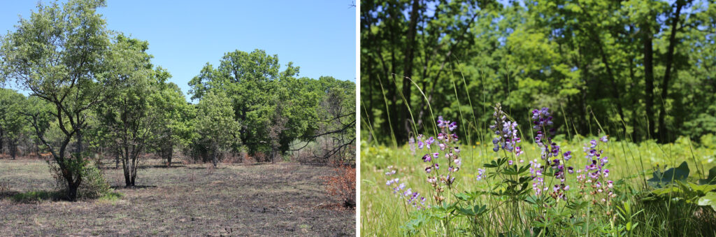 A paired set of pictures from the Allegan Game reserve in Michigan. Left picture is a burned oak savanna, the right picture is regrowth with vibrant wild lupine and oak in the background.