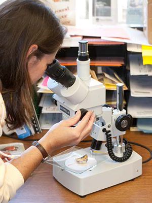 Person examining a sample under a microscope to identify a pest problem.