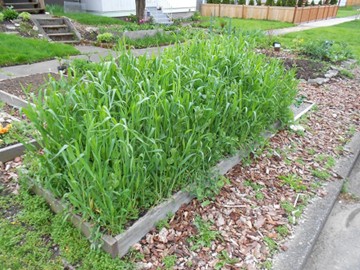 Shorter raised bed with thick vegetation.