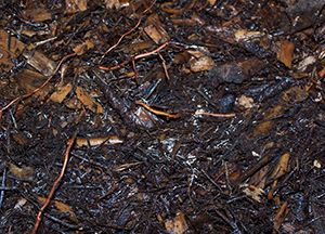 Close-up of wood chip mulch with white fungal hyphae threading through the chips.