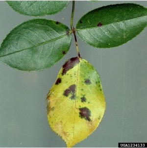 Rose leaf showing black spot disease, with dark circular lesions and yellowing tissue surrounding the spots.