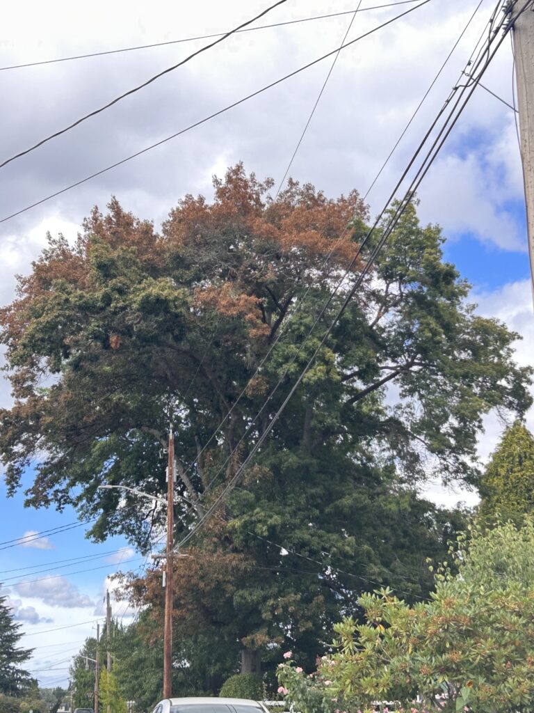Urban oak tree with branch flagging.