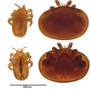 Comparison of Tropilaelaps mercedesae adult (left) and Varroa destructor adult (right), showing size differences.