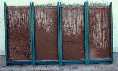 Side-by-side soil panels showing increasing crabgrass root growth from left to right at corn gluten meal application rates of 0, 40, 80, and 120 pounds per 1,000 square feet.
