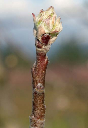 Apple spur at 1/2-inch green tip stage, indicating timing for fixed copper to manage scab.