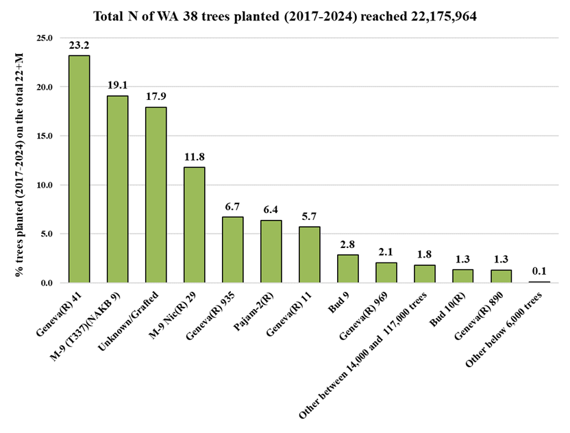 Figure 40 presents a chart illustrating the percentage distribution of WA 38 apple trees produced by rootstock combinations between 2017 and 2024. The chart summarizes relative production volumes across multiple rootstocks based on Proprietary Variety Management (PVM) data collected in 2024. In addition to the primary rootstock combinations shown, several other combinations produced between 14,000 and 117,000 trees, including WA 38 grafted on Bud 118, M.26, G.210, MM.106, G.214, MM.111, and G.202. Rootstock combinations producing fewer than 6,000 trees include WA 38 with G.30, G.222, M.7, M.26, G.2406, G.4814, G.2034, and additional minor combinations. The figure provides an overview of how WA 38 tree production has been distributed among different rootstocks over time, highlighting the relative adoption of major versus minor rootstock combinations in commercial propagation. G.41, with 23.2% is the most utilized, followed by M.9-T337 with 19.1% and M.9-NIC29 with 11.8%.