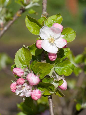 Winesap apple branch in full bloom, the ideal stage for wettable sulfur to manage apple scab.