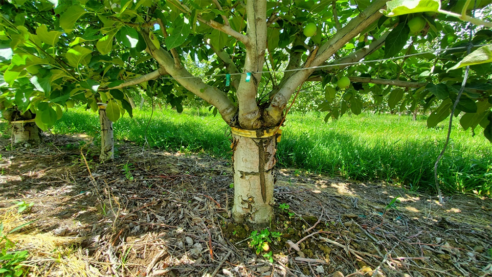 This photograph shows an example of an older orchard tree that has been top-worked and converted into a multi-leader tree system. The original canopy has been modified through top-working, resulting in the development of multiple leaders originating from the main framework of the tree. The image illustrates how top-working can be used to restructure mature trees, allowing the establishment of a multi-leader architecture that supports renewed productivity, improved canopy balance, and extended orchard lifespan.