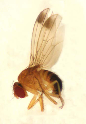Male spotted wing drosophila with two dark wing spots, shown in close-up.