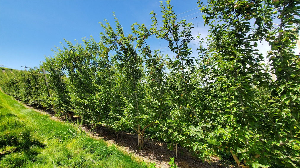 This photograph shows an example of an old orchard that has been top-worked and retrained to a multi-leader system. Following top-working, multiple leaders have been established from the existing tree framework, replacing the original canopy structure. The image illustrates how multi-leader training can be implemented in mature orchards to rejuvenate trees, redistribute vigor, and create a more balanced and productive canopy structure over time.