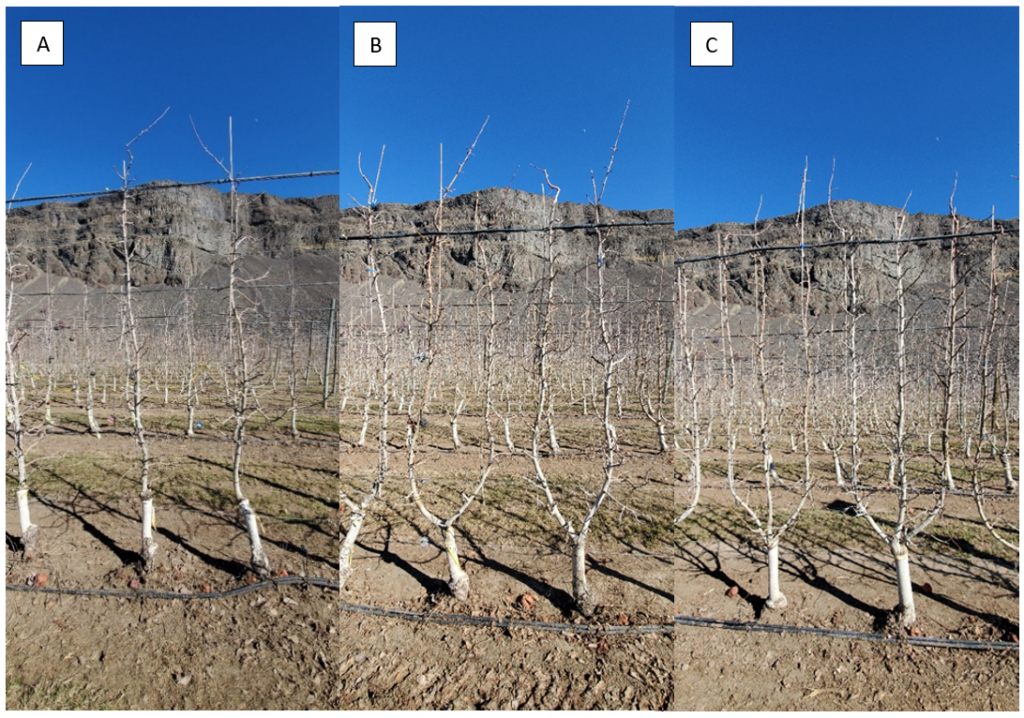 Figure 43 consists of three photographs (panels A–C) showing an example of a Granny Smith/M.9-T337 orchard that has been top-worked and converted to WA 38 in Rock Island, Washington, and trained using three different canopy architectures. Panel A shows trees trained to a single-leader spindle system, characterized by one dominant central leader. Panel B shows trees trained to a two-leader, or bi-axis, system, with two primary vertical axes developing from the tree framework. Panel C shows trees trained to a three-leader, or candelabra, system, where three main leaders form the primary canopy structure. The figure illustrates how the same top-worked orchard can be managed using different leader configurations, resulting in distinct canopy architectures that influence tree balance, light distribution, and long-term orchard management.
