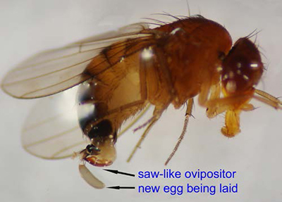 Female spotted wing drosophila without wing spots, showing ovipositor used to lay eggs.