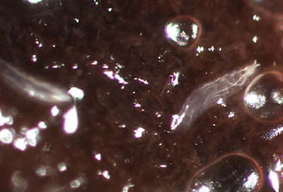 Spotted wing drosophila larvae visible inside ripe cherry flesh in close-up.