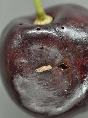 Spotted wing drosophila pupae on the surface of a ripe cherry in close-up.
