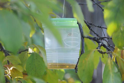 Vinegar fly trap hanging in a tree to detect and capture spotted wing drosophila.