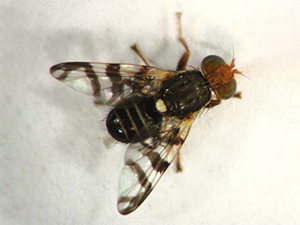 Adult western cherry fruit fly with distinctive dark wing bars, shown in close-up.