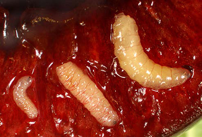 Western cherry fruit fly maggots visible inside cut cherry flesh.