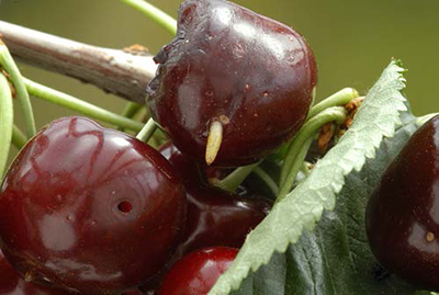 Cherry fruit with a white cherry fruit fly maggot emerging from the skin.
