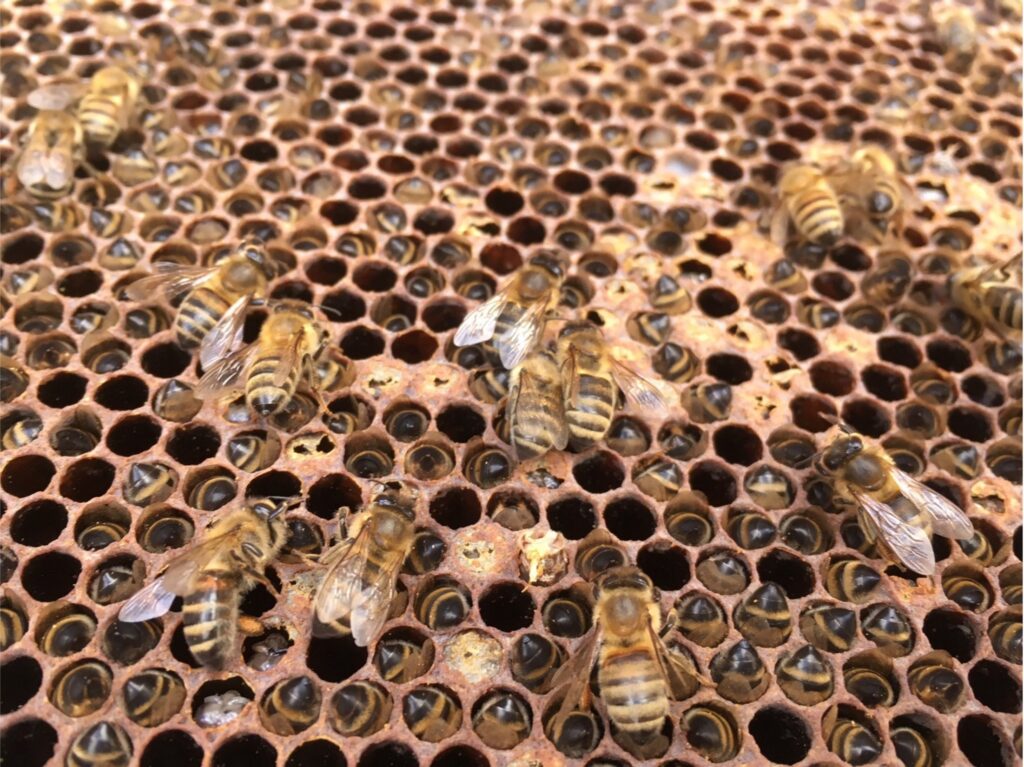 Dead honey bees facing inward into cells.