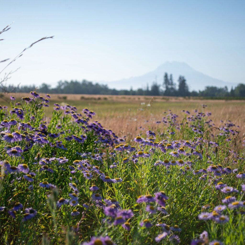 A picture of Douglas aster with Mount Rainier in the background.