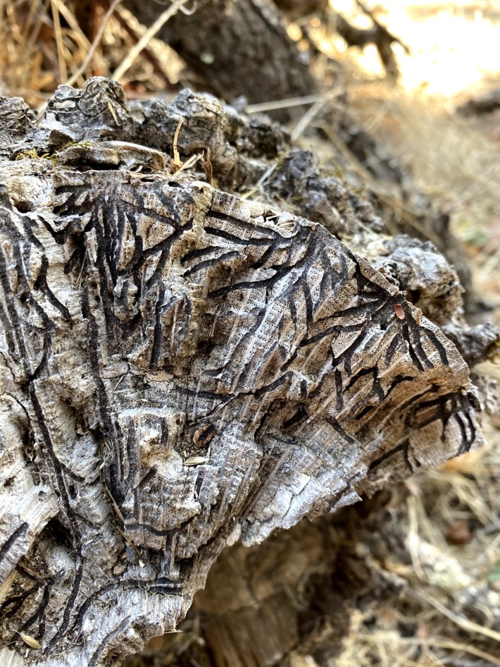 A close-up of a valley oak tree stump with black stained galleries throughout.