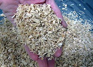 Hand holding fine sawdust mulch, showing small dry chips that hold little water.