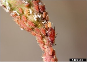 Cluster of pinkish aphids covering a tender rose stem, illustrating a common early-season insect pest.