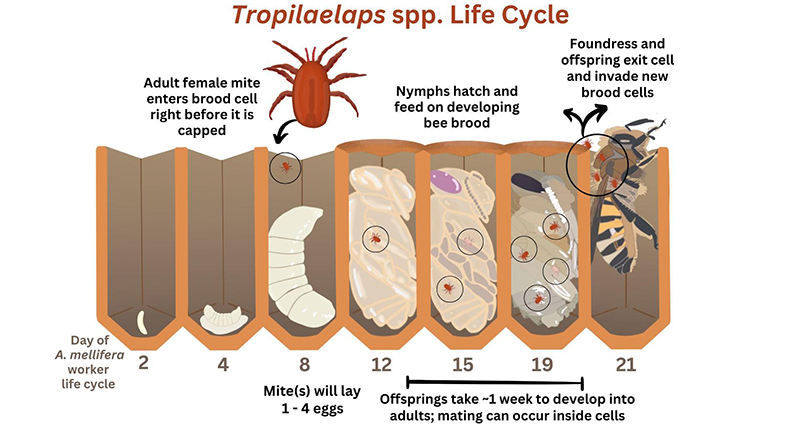 Diagram showing the life cycle of Tropilaelaps mites within honey bee brood cells.