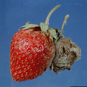 Strawberry with gray mold (Botrytis cinerea), showing fuzzy gray fungal growth on the fruit.