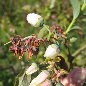 Blueberry shoot with mummyberry blight, showing browned, wilted flowers among healthy blooms.