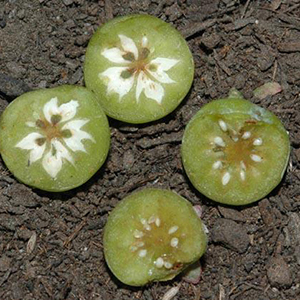 Cut green blueberries with mummyberry infection, showing white fungal growth inside the fruit.