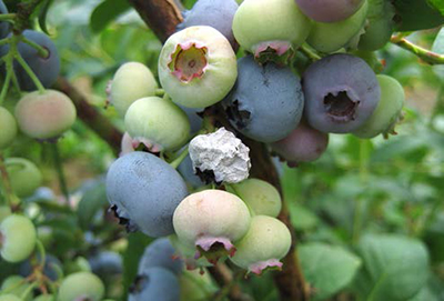 Blueberry cluster with some shriveled, pale fruit showing mummyberry infection.