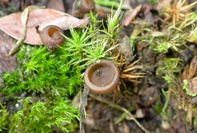 Mummyberry spore cups emerging from soil and moss in late winter.