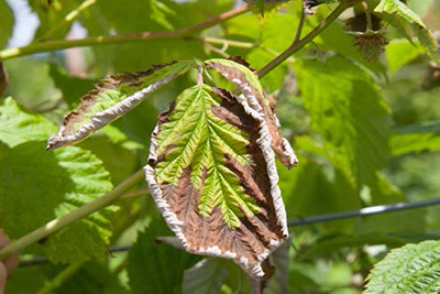 Red raspberry leaves with browning and wilting from Phytophthora root rot.
