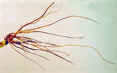 Strawberry roots showing red stele root rot, with darkened, weakened root tissue.
