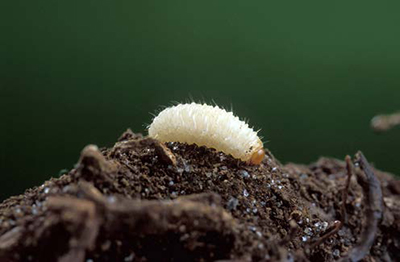 Black vine root weevil larva on soil, a white grub-like pest with a brown head.