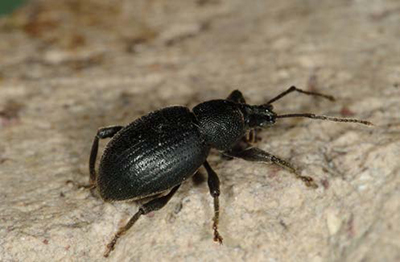 Adult black vine root weevil beetle, black and oval-bodied, on a rough surface.