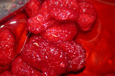 Ripe red raspberry opened to show spotted wing drosophila larval damage inside the fruit.