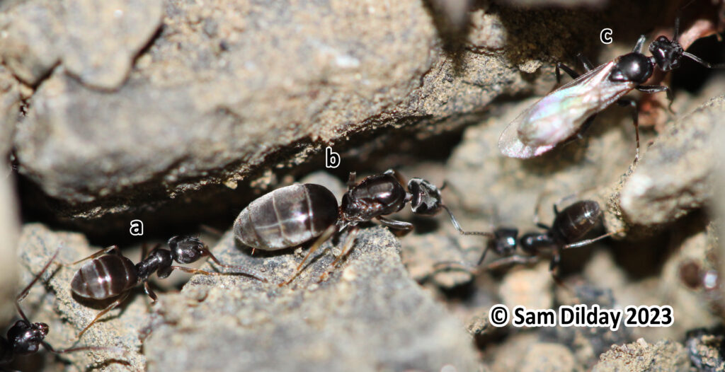 Odorous house ant worker on left, queen in center, and winged-reproductive male on right.