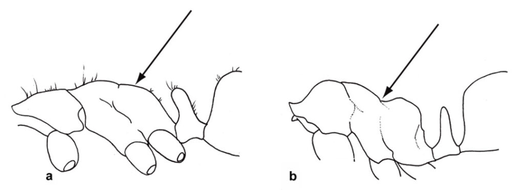 Mesosoma profile